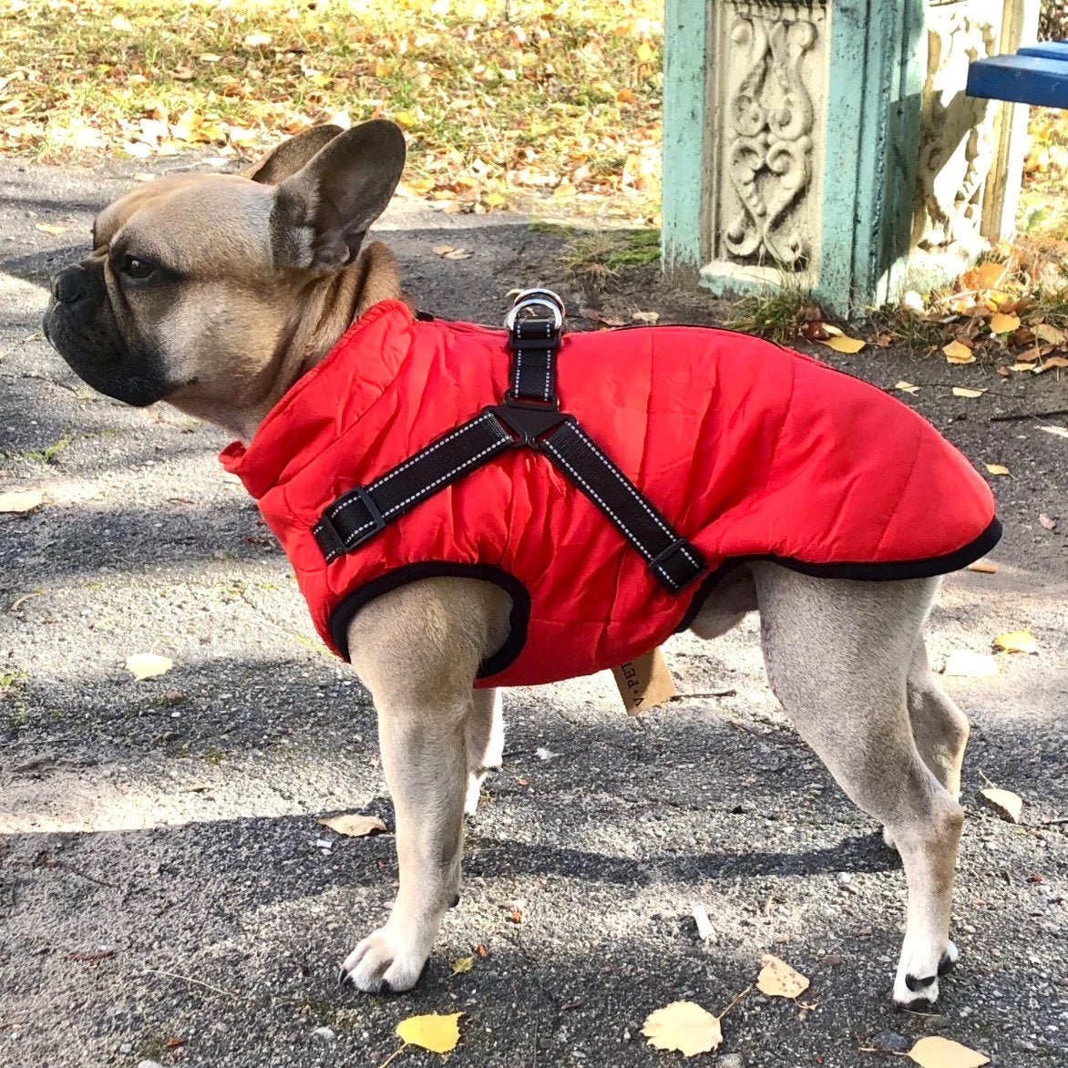 【50% de descuento】Ropa de esquí de otoño e invierno para mascotas, chaqueta de algodón impermeable y cálida para perros